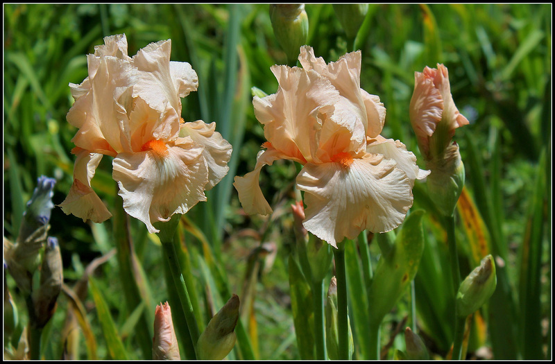 Libellule rose du B (9)