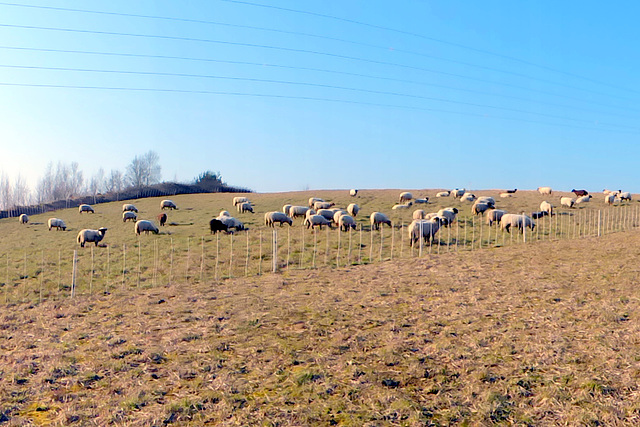 Transhumance du 15 mars 2016