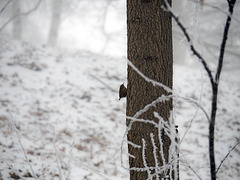 Dans le froid, un petit grimpeur