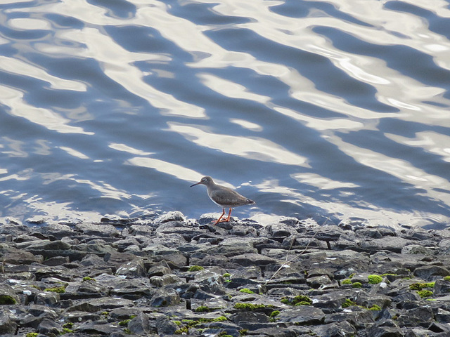 Redshank