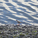 Redshank