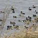 American Coot