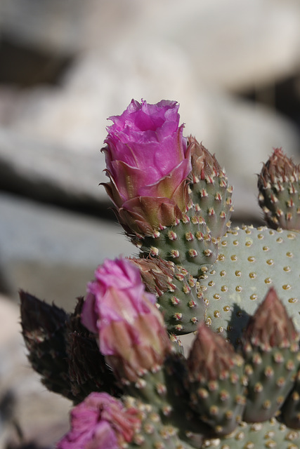 Beavertail Cactus