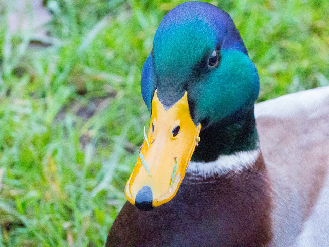 Mallard close up..