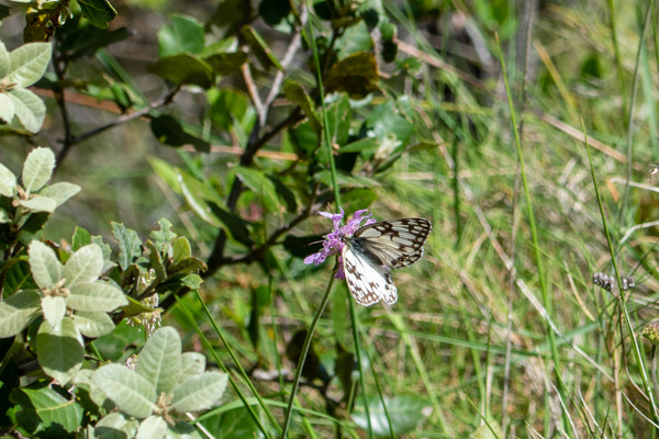 Western Marbled White-DSA1381