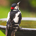 Thirsty Woodpecker