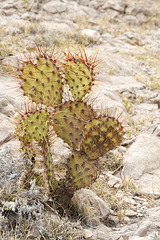 Prickly Pear