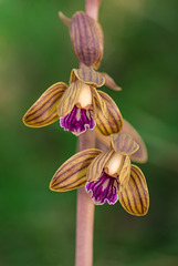 Hexalectris spicata (Crested Coralroot orchid)