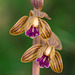 Hexalectris spicata (Crested Coralroot orchid)