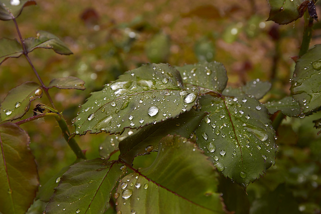 Nach dem Regen Nach dem Regen