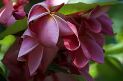 Plumeria - Kokohead Crater Botanical Gardens