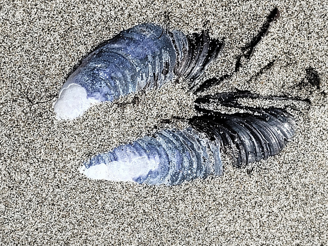 Pacific blue mussel shell