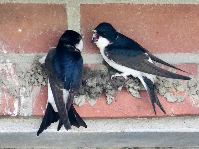 'Hunger'  'Ich bin nicht deine Mama'.   (pips)