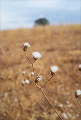 Penedos, Thirsty Land poetry