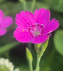 Deptford pink, 20250613 175811(1)(1)