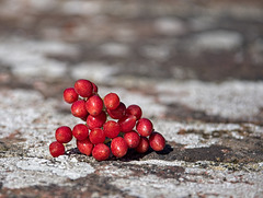 Red Berries