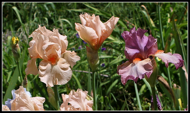 Libellule rose et Dalida du B (1)