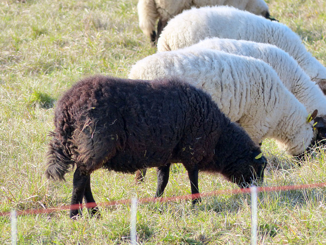 Transhumance du 15 mars 2016