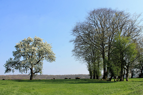 Pastoral