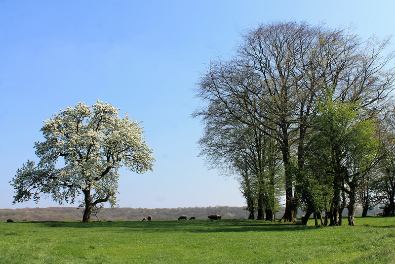 Pastoral