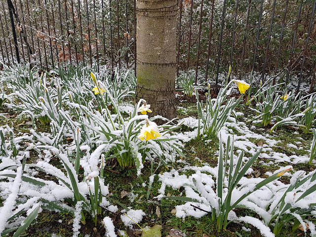 Daffodils in the snow