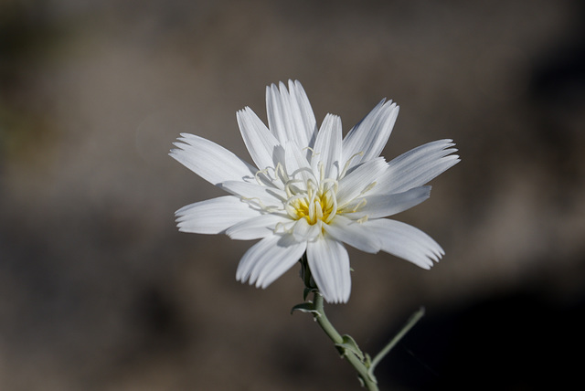 Woolly Desert Dandelion