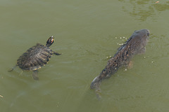 La carpe et la tortue