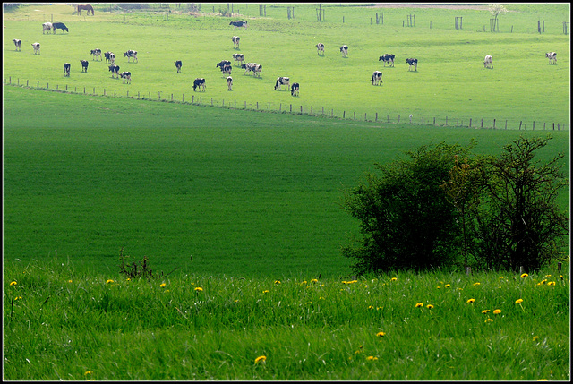 Cowflowers