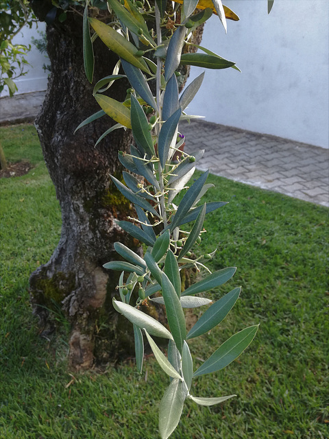 The olive oil grows on trees