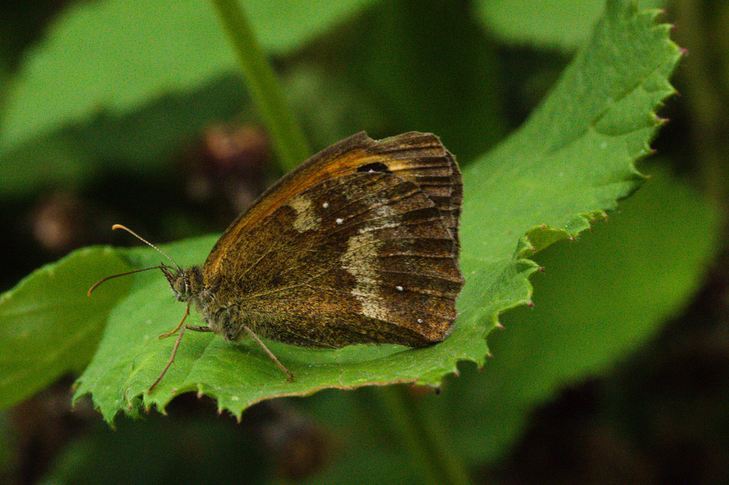 ButterflyIMG 6177
