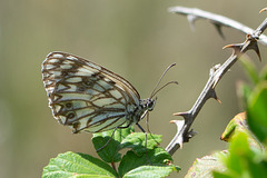 Western Marbled White-DSA1384