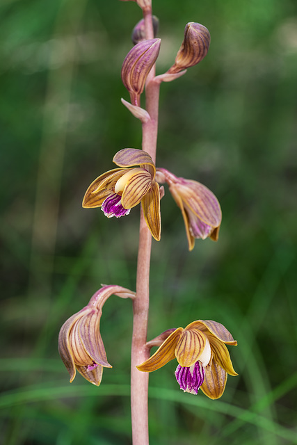 Hexalectris spicata (Crested Coralroot orchid)