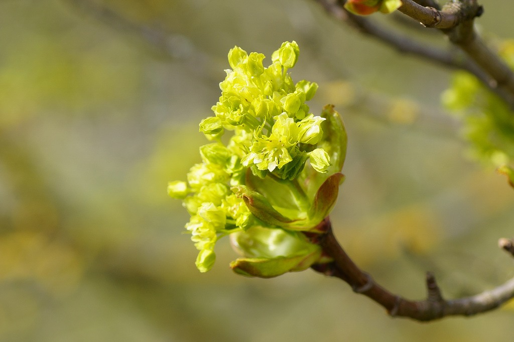 Lindenblüten II