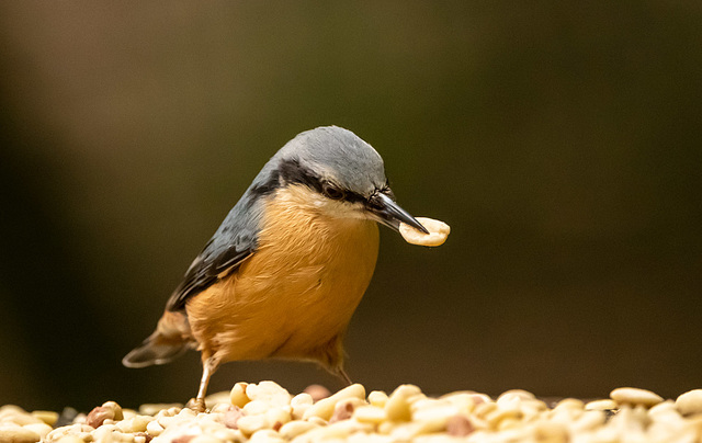 Nuthatch