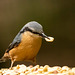 Nuthatch