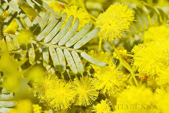 Silver wattle