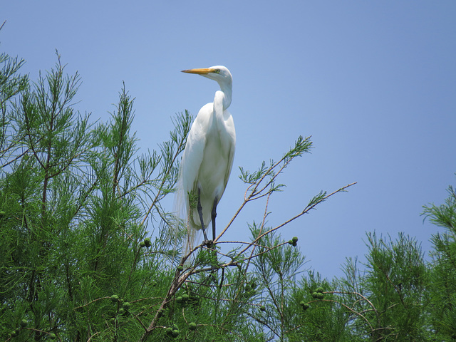 Snowy egret