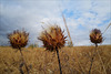 Cynara cardunculus, Penedos, Thirsty Land poetry