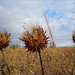 Cynara cardunculus, Penedos, Thirsty Land poetry