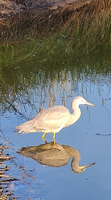 Grey heron fishing