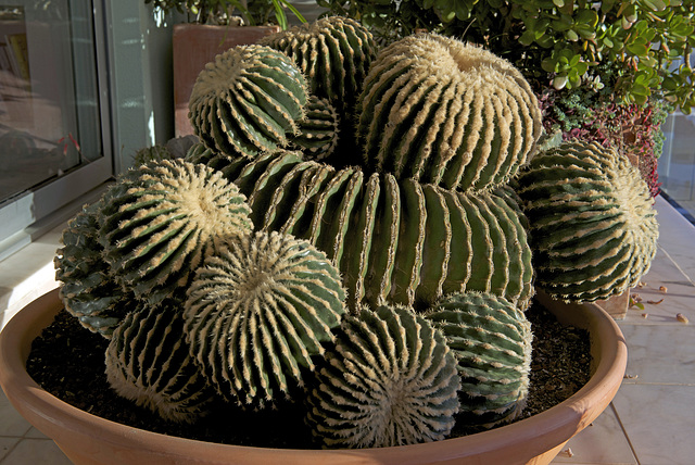 Echinocactus grusonii brevispina