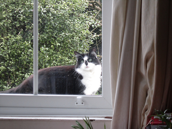 Pretty cat