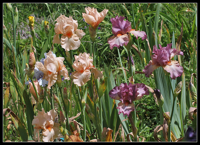 Libellule rose et Dalida du B (2)