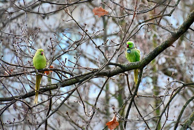 Rose-ringed Parakeets