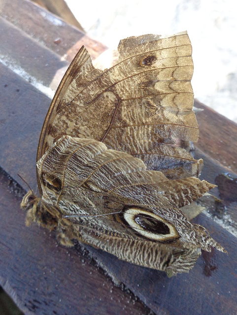 DSC06252 - borboleta-coruja Caligo brasiliensis brasiliensis, Brassolinae Nymphalidae Lepidoptera