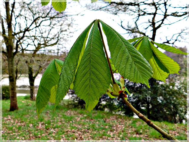 Au bord de Rance (22)