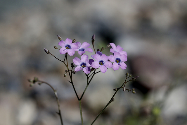 Nevada Gilia