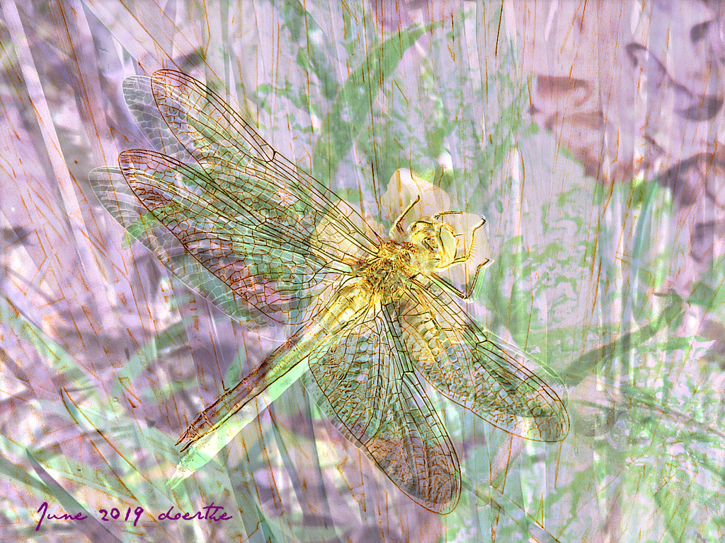 Dragonfly garden