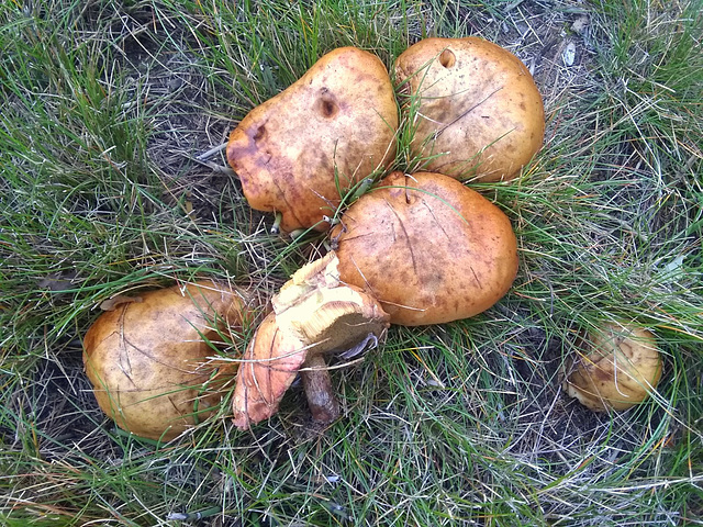 A Bolete...but which...