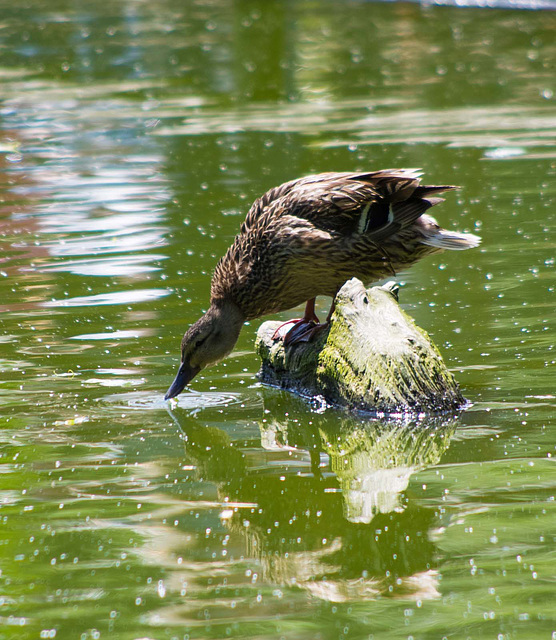 Mallard drinking